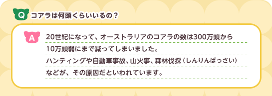 Q:コアラは何頭くらいいるのですか? A:20世紀に入って、オーストラリアのコアラの数は
300万頭から10万頭弱にまで減ってしまいました。
ハンティングや自動車事故、山火事、森林伐採などが原因です。