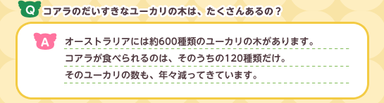 Q:コアラの好きなユーカリの木はまだたくさんあるのですか? A:オーストラリアには約600種類のユーカリの木があります。
コアラが食べられるのは、そのうち120種類だけです。
そのユーカリも年々減少しています。