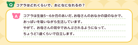 Q:コアラはどれくらいでおとなになれるのですか? A:コアラは生後5〜6カ月間母親のおなかの袋で生活し、
おっぱいを吸います。
その後、お母さんの背中におんぶされ、
1歳くらいで自立するようになります。