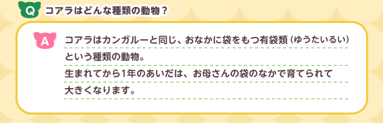 Q:コアラはなんという種類の動物に属するのですか? A:コアラはカンガルーと同じ、おなかに袋を持つ有袋類
(ゆうたいるい)という種類の動物です。
生まれてから一年間はお母さんの袋の中でそだつのですよ。