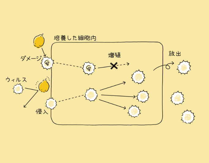 カリン大百科