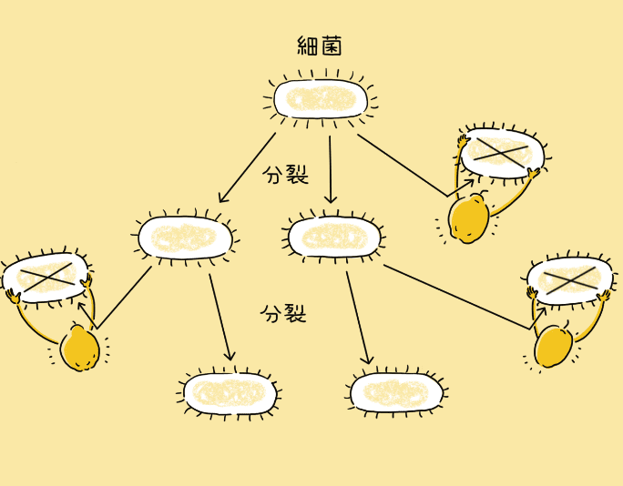 カリン大百科