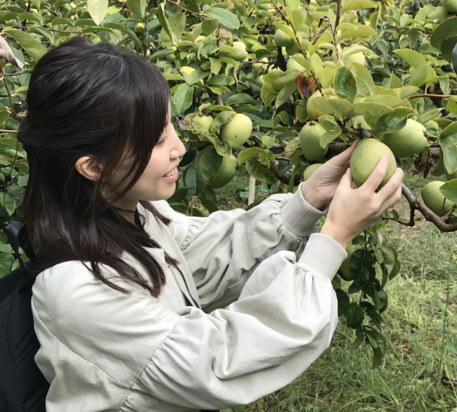 日本国内で丁寧に栽培し成熟させたカリンを収穫