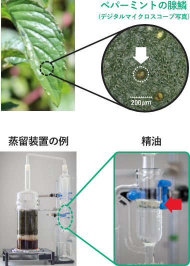 ペパーミントの腺鱗と蒸留装置の例