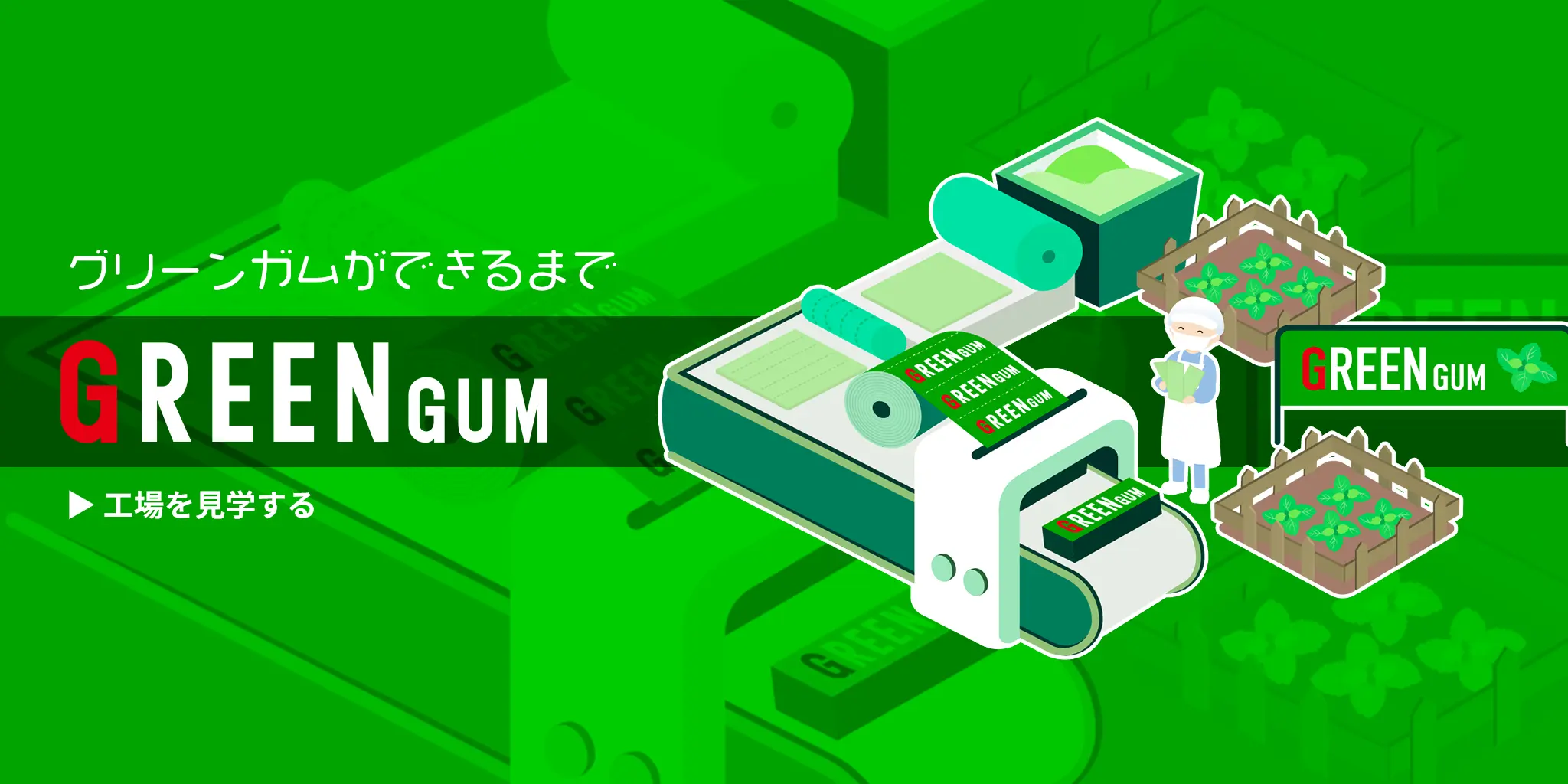 グリーンガムができるまで GREEN GUM 工場を見学する