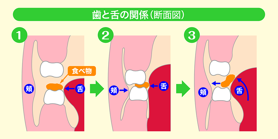 歯と舌の関係（断面図）