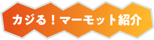 カジる！マーモット紹介