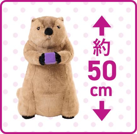 約50cm