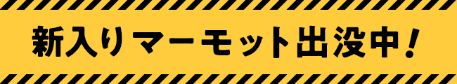 新入りマーモット出没中！