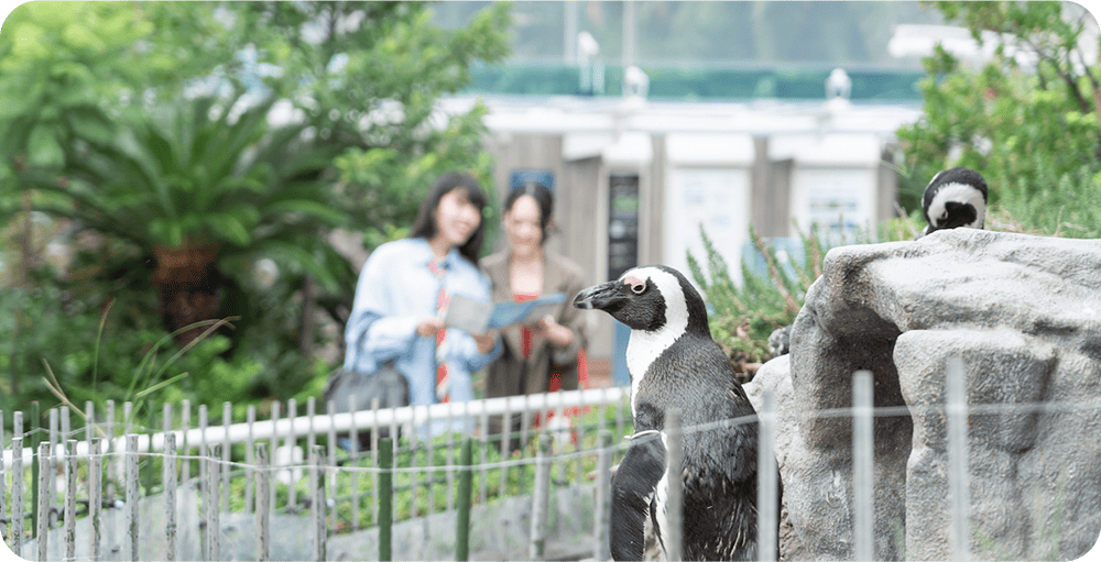 ペンギンを見ているイメージ