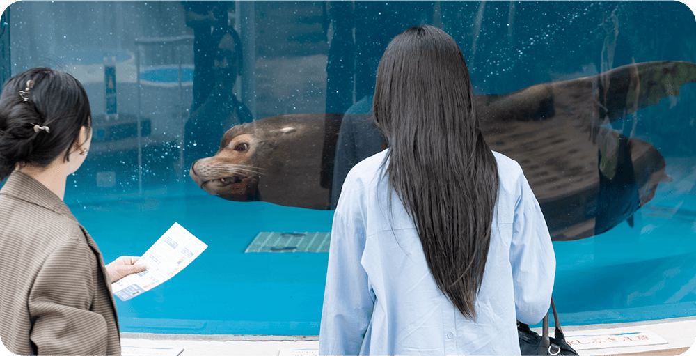 アシカ見る写真