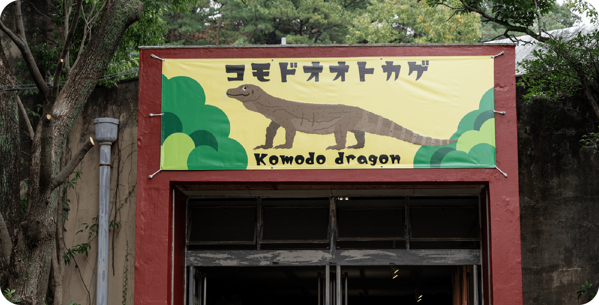 コモドオオトカゲ入り口