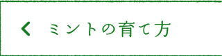 ミントの育て方